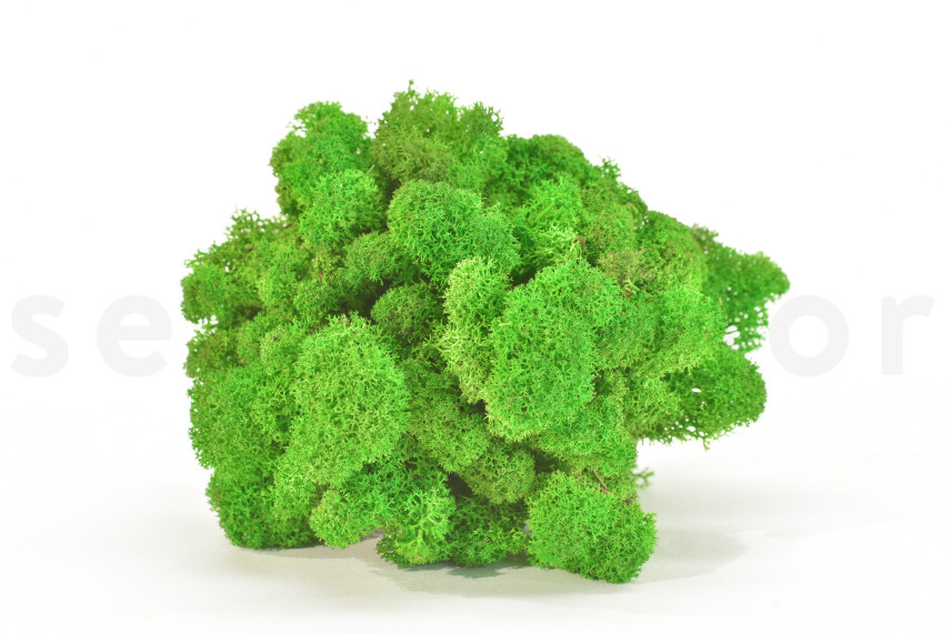 Preserved Reindeer Moss - Box 1 kg - Light Green