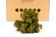 Preserved Reindeer Moss - Box 1 kg - Medium Green 3