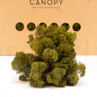 Preserved Reindeer Moss Medium Green (Box)