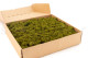 Preserved Reindeer Moss - Box 1 kg - Medium Green 4