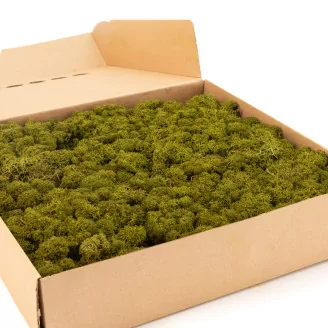 Preserved Reindeer Moss Medium Green (Box)