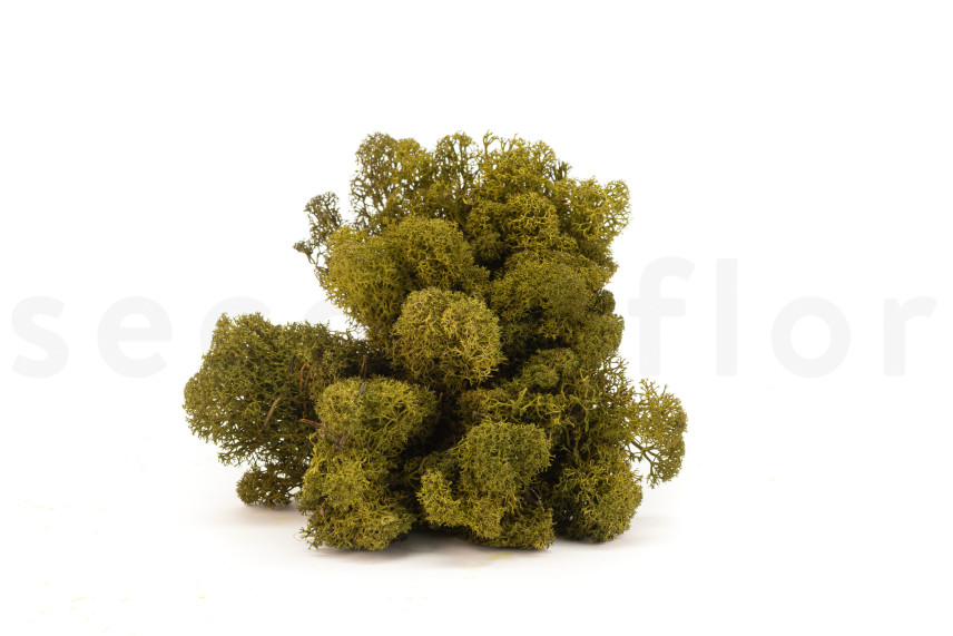 Preserved Reindeer Moss - Box 1 kg - Medium Green