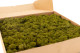 Preserved Reindeer Moss - Box 1 kg - Medium Green 2