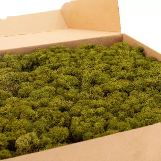Preserved Reindeer Moss Medium Green (Box)