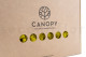 Preserved Reindeer Moss - Box - Yellow 7