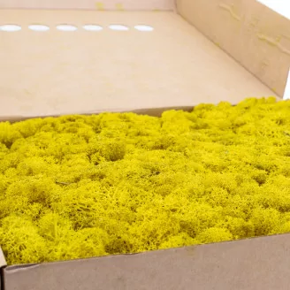 Preserved Reindeer Moss Yellow (Box)