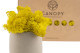 Preserved Reindeer Moss - Box - Yellow 3