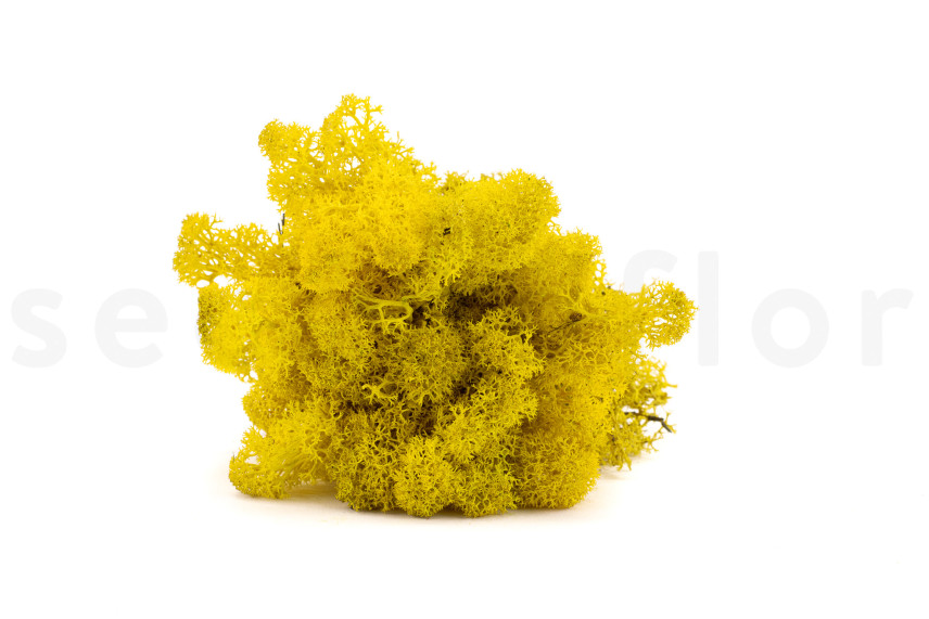Preserved Reindeer Moss - Box 1 kg - Yellow