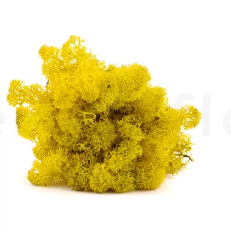 Preserved Reindeer Moss Yellow (Box)