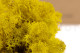 Preserved Reindeer Moss - Box 1 kg - Yellow 6