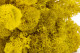 Preserved Reindeer Moss - Box - Yellow 4