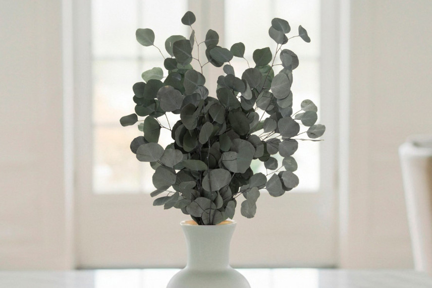 Preserved Eucalyptus Silver dollar - Green