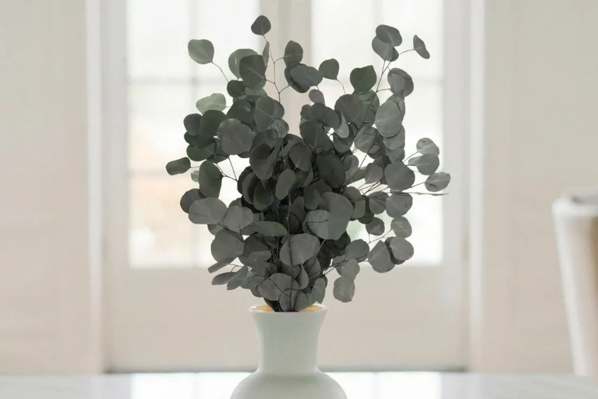 Preserved Eucalyptus Silver dollar - Green