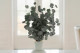 Preserved Eucalyptus Silver dollar - Green 1