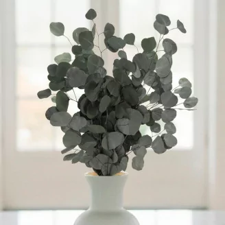 Preserved Eucalyptus Silver Dollar