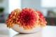 Preserved Dahlia Grace Orange (set of 2) 1