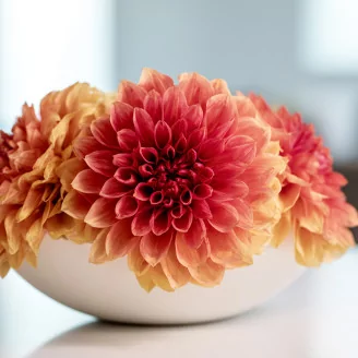 Preserved Dahlia Grace Orange (set of 2)