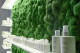 Preserved Reindeer Moss Forest Green (Bulk Box) 2