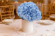 Preserved Hydrangea Light Blue 1