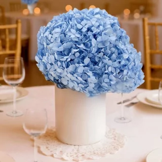 Preserved Hydrangea Light Blue