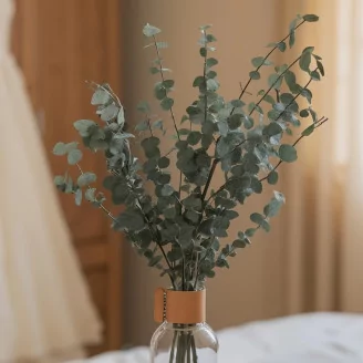 Preserved Eucalyptus Baby-Blue