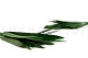 Preserved Papyrus 3