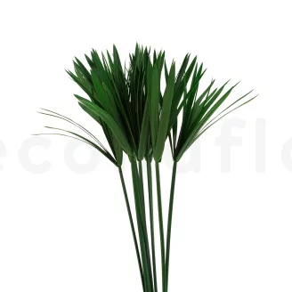 Preserved Papyrus