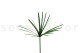 Preserved Papyrus 8