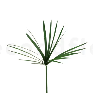 Preserved Papyrus