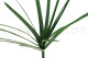 Preserved Papyrus 2