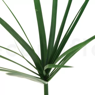 Preserved Papyrus