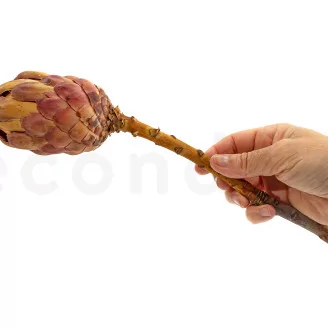 Preserved Protea Grandiceps Pink