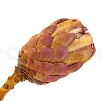 Preserved Protea Grandiceps Pink