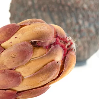 Preserved Protea Grandiceps Pink