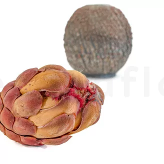 Preserved Protea Grandiceps Pink
