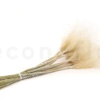 Dried Stipa Pennata Natural
