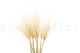 Dried Stipa Pennata - Natural 5