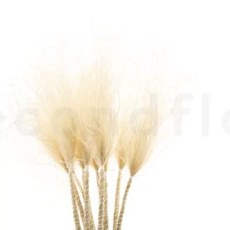Dried Stipa Pennata Natural