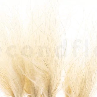 Dried Stipa Pennata Natural