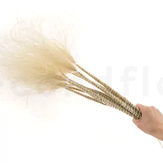 Dried Stipa Pennata Natural