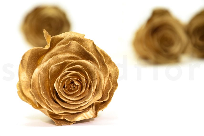 Preserved rose Kiara L - Box of 8 - Gold Roses