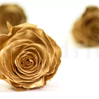 Preserved Rose L Gold (set of 8)