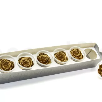 Preserved Rose XL Gold (set of 6)
