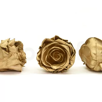 Preserved Rose XL Gold (set of 6)