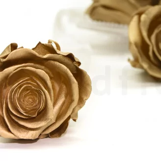 Preserved Rose XL Gold (set of 6)