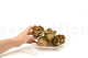 Preserved rose Kiara XL - Box of 6 - Gold Roses 4