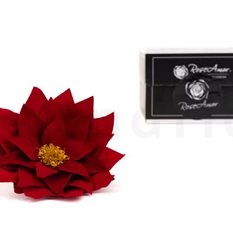 Poinsettia Flower Red