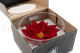Poinsettia Flower Red 4
