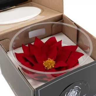 Poinsettia Flower Red