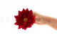 Red Poinsettia Flower - Box of 1 6